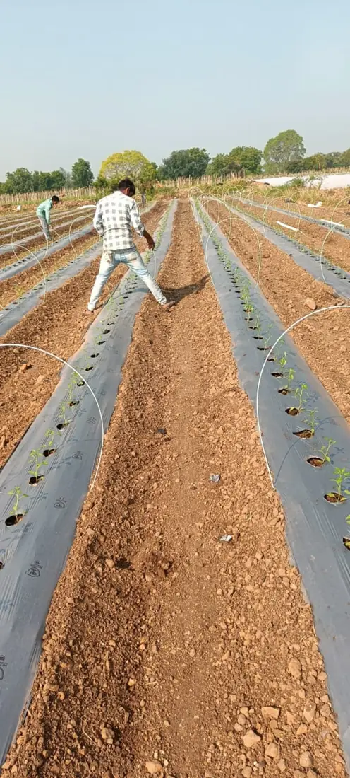 Agriculture